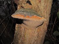 Phellinus nigricans image