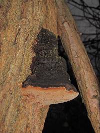 Phellinus nigricans image