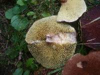 Suillus cavipes image