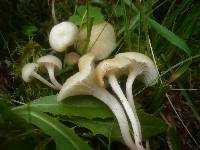 Hygrocybe russocoriacea image