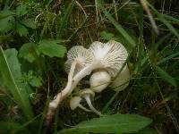 Hygrocybe russocoriacea image