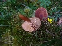 Lactarius badiosanguineus image