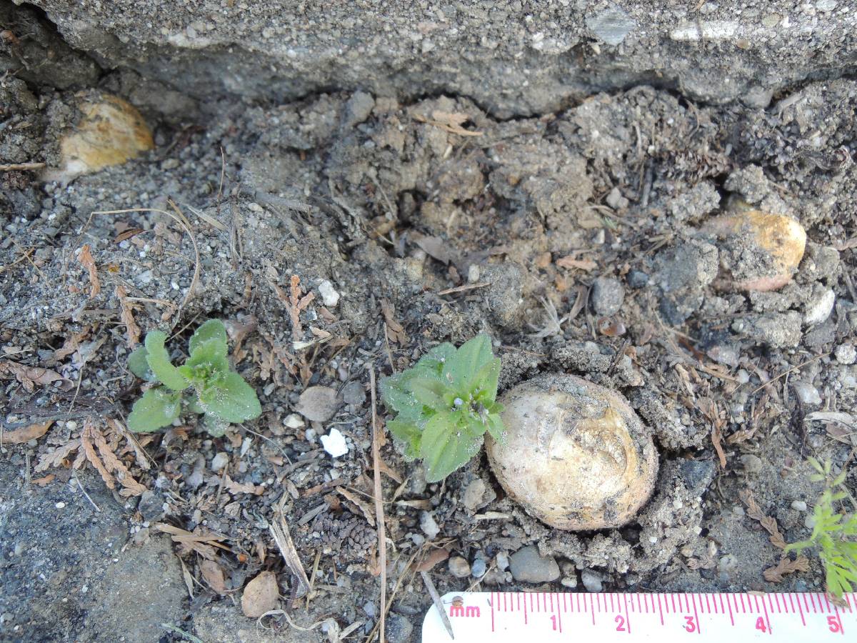 Rhizopogon colossus image