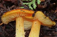 Hygrocybe aurantiosplendens image