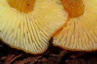 Hygrocybe aurantiosplendens image