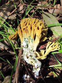 Ramaria abietina image