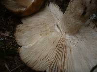 Russula illota image