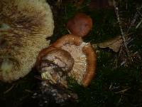 Tricholoma fulvum image