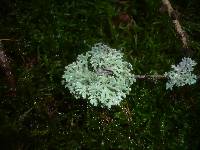 Hypogymnia physodes image