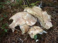 Albatrellus subrubescens image