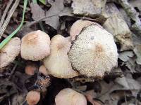 Psathyrella bipellis image