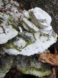 Oxyporus populinus image