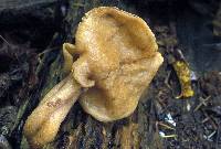 Gyromitra infula image