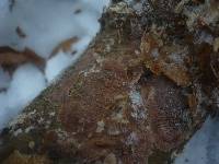 Phlebia radiata image