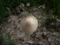 Panaeolus semiovatus image