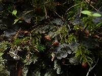 Peltigera horizontalis image