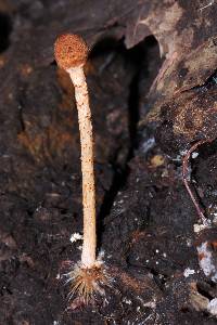 Lepiota castanea image