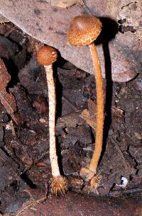 Lepiota castanea image