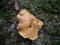 Suillus variegatus image