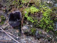 Helvella leucomelaena image