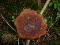 Boletus ferrugineus image