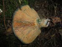 Lactarius deterrimus image