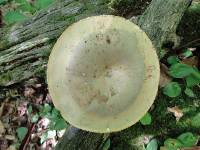 Lactarius argillaceifolius image