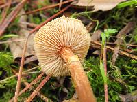 Cystoderma amianthinum image