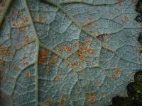 Coleosporium tussilaginis image