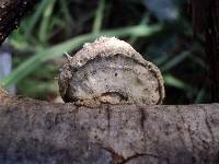 Trametes hirsuta image