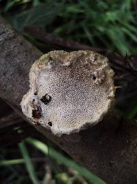 Trametes hirsuta image