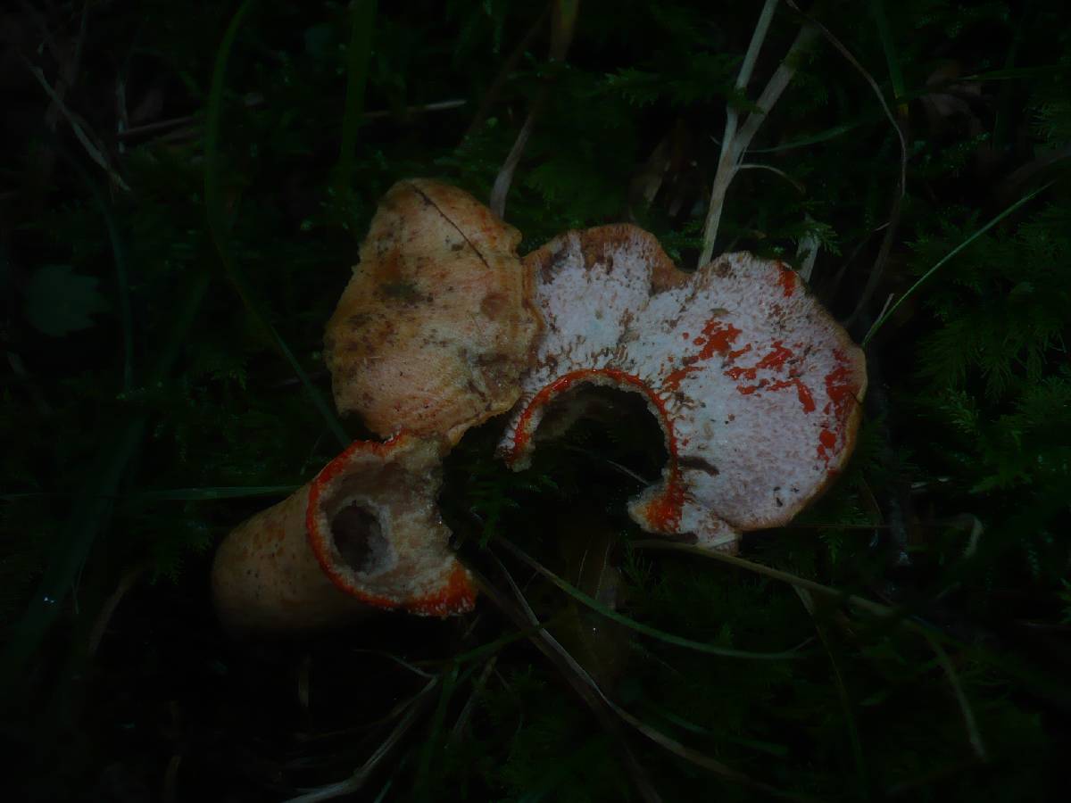 Hypomyces deformans image