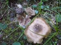 Inocybe corydalina image