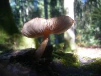 Pluteus roseipes image