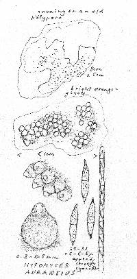 Hypomyces aurantius image