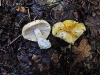 Russula claroflava image