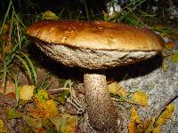 Leccinum aurantiacum image