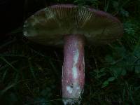 Russula olivacea image