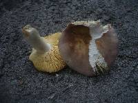 Russula veternosa image