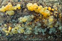 Dacrymyces stillatus image