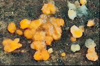 Dacrymyces stillatus image