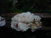 Tremella polyporina image