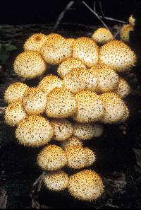 Pholiota squarrosoides image