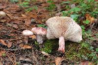 Hygrophorus russula image