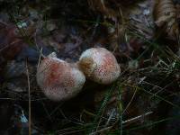 Cortinarius bolaris image