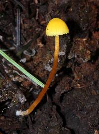 Hygrocybe parvula image