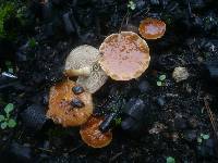 Pholiota highlandensis image