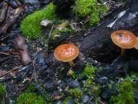 Pholiota highlandensis image