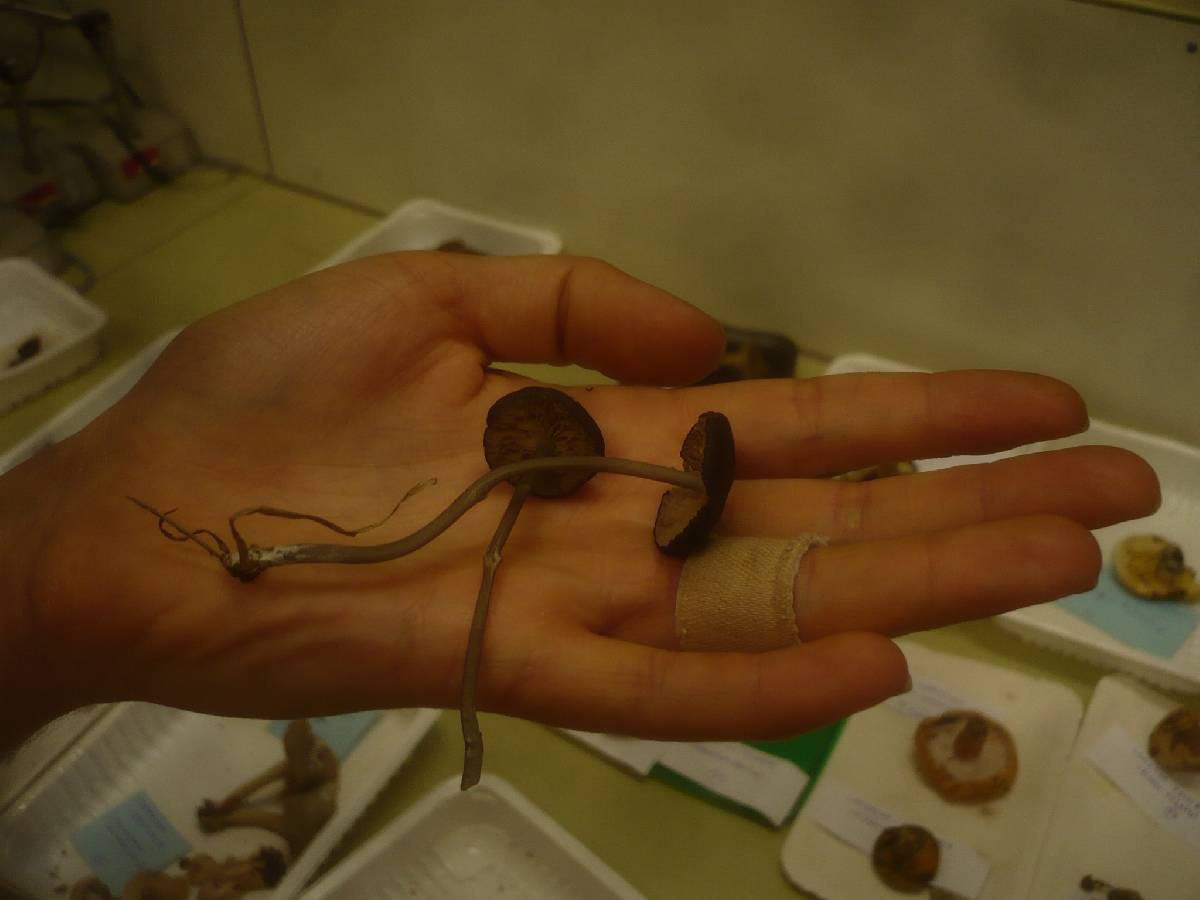 Entoloma coelestinum image