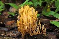 Ramaria stricta image